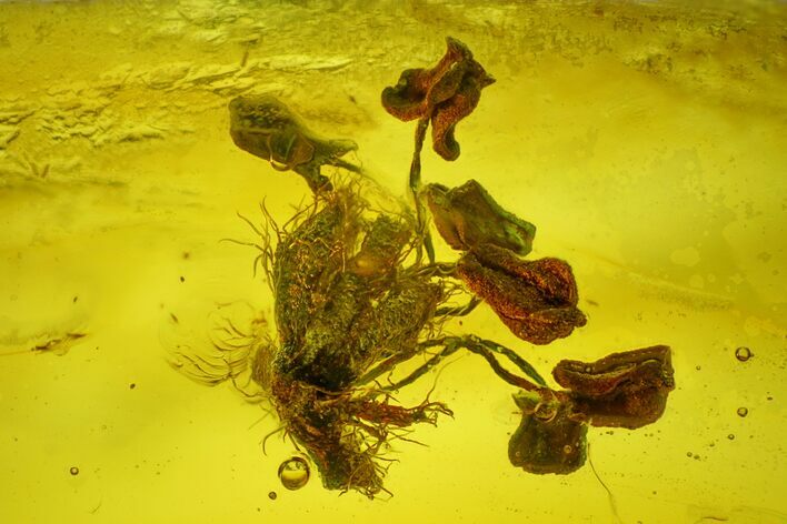Detailed Fossil Oak Flower (Quercus) In Baltic Amber 